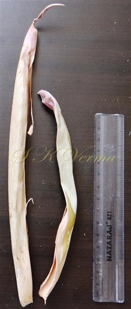  Involucral bracts